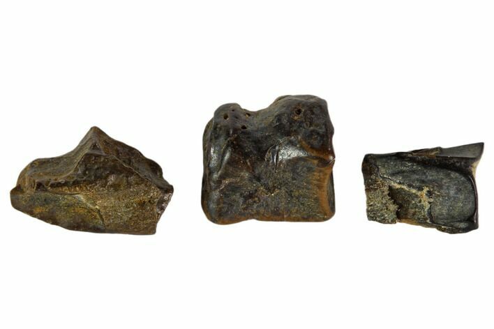 Three, Partial Fossil Hadrosaur Teeth - Montana #103724